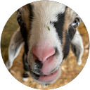 Ophelia profile picture